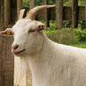 kozlina