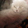 zgech)