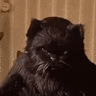 Кот_Бегемот
