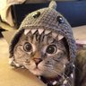 mad_sinner_cat